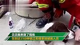 坍塌酒店搜救犬贝贝四肢感染 曾15分钟就找到被困人员