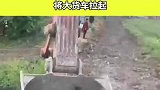 大货车半截掉沟里，挖掘机师傅伸出援助之手，将大货车拉起！