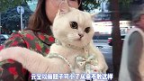 胆小猫咪被美食治好了怂胆，喵：先吃了再说，肉壮怂猫胆