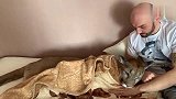 在大猫面前遛长颈鹿，大猫一脸蒙圈：这好像是我的玩具