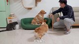 突然降温了，两狗一猫终于可以派上用场！