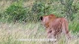 狮子想要捕捉落单野牛，下一秒反被围攻暴打，镜头记录全过程