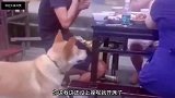 爆笑段子人靠衣装马靠鞍，这驴现在都有想法了！