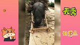 再穷不杀耕地牛，一直觉得牛很通人性，有谁见过牛流泪