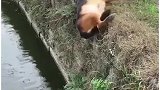 这就是走路不看路的下场