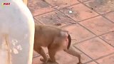 可怜的小猫，快被猴子折磨死了