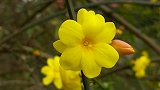 好一朵迎春花