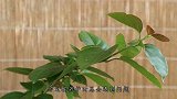 3种厨余水，三角梅盆里加1勺，茎干长得快，花朵开得猛