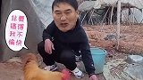 大衣个家的名鸡，真的不一般呀（搞笑视频）