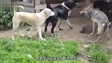狼欺负狗狗，下一秒遭到一群狗狗围殴，镜头记录全过程