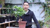 这样剪一剪，三角梅花量多两三倍