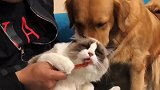 豆豆欺负猫咪还让主人把猫咪给炖了，豆豆任性的样子太可爱了