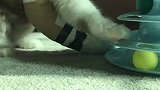 二咪子忍着痛也得玩儿的开心
