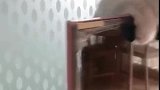 猫：铲屎的我在做运动呢，别打扰我！