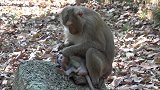 “再这样，妈妈就生气了”，猴妈妈用情绪操控小猴子！
