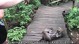 小猴子见到小哥手拿着一个香蕉，猴子就像土匪都跑过去抢