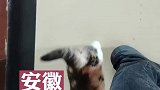 太有灵性了小猫两步一回头，带男子去救援大猫