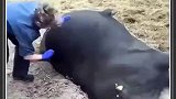 家牛躺在地上一动不动，女子奇迹般的将它救活