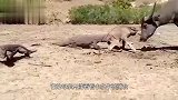 科莫多巨蜥捕杀小水牛，水牛母亲不敢攻击巨蜥，小水牛悲剧了