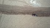 318上的世外桃源，藏民原来用这东西耕地
