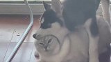 问君能有几多愁，恰似狗嘴卡猫头