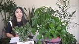 这三种花适合种植在卧室里面，净化空气，一夜好眠，清新又好养