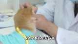 上海通报网传民警上门抓德牧：主人无证饲养烈性犬，主动交出