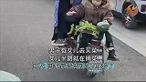 男子载女儿去买菜，女儿半路就在摘菜，回家后妈妈可以直接炒了
