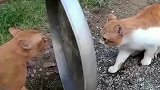 猫咪吵架也有中场休息！