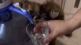 猫我给你倒水，真的谢谢你了