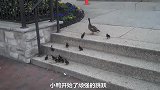 小鸭子出门遇困难，鸭妈妈鼓励获成功，很是暖心