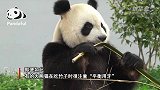 大熊猫：平衡用牙的“模范生”
