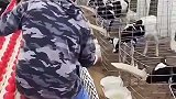 原来奶牛也是喝奶长大的