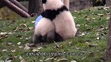 大熊猫玩雪人，结果一不小心掰断了雪人脑袋，熊猫：“杀熊”啦