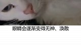 猫  如何判断你家猫是否老了 善待你家喵星人吧，它只能陪你十多年！