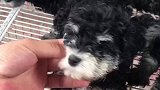 雪纳瑞幼犬小老头犬，年纪轻轻胡子都白了