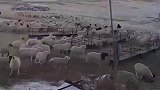 狼入羊群被1岁狗狗赶跑,主人是藏獒串串，很勇敢