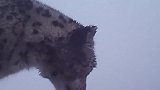 四姑娘山首次拍到野生雪豹清晰影像：相机前标记领地与幺妹峰同框