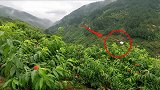探秘中国水蜜桃发源地，每座山上搭建白色木屋，到底是用来干嘛？