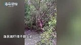 2渔民在沼泽钓螃蟹，突然听到一阵绝望哭声，走近一看被吓到