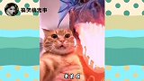 搞笑配音：这踏马啥玩意啊，沙雕变异了