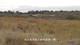 羚羊忽然倒地身亡！镜头放慢数倍后，才看清猎手面目