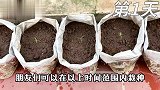 学会这个技能,你在家也能种出这样又大又甜的甜瓜,超解压超好玩