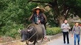 骑牛背的大叔挺帅