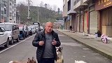 你家狗狗 会帮你拿快递，会衔篮子陪你买菜吗训犬 雪橇三傻