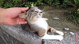 抚摸一只流浪猫，没想到它会带我去看它的孩子，一只可爱的小猫咪