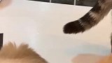 猫：铲屎的你自觉把小鱼干给我！