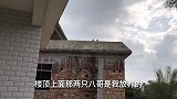 主人叫两只八哥鸟回来喂食，两只八哥突然打起来，把主人吓坏了