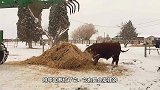 公牛突然发狂，街边的汽车无辜躺枪，镜头记录全过程