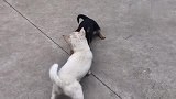 小土狗大战小白，总有一只狗狗来劝架，这样的关系好紧张